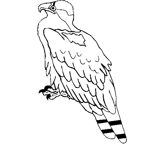 Dibuix de Àguila  per Pintar on-line