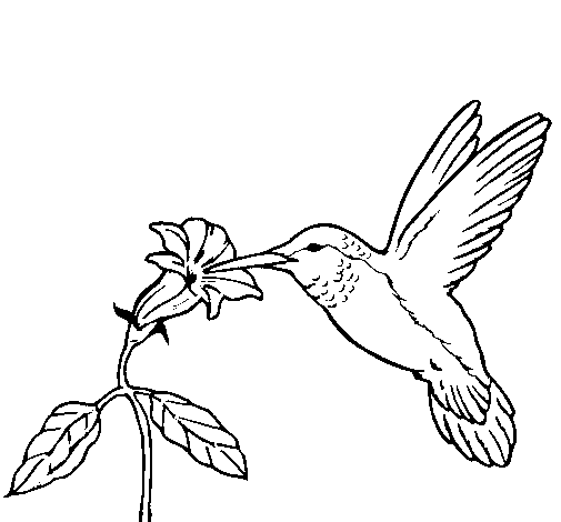 Dibuix de Colibrí i una flor  per Pintar on-line