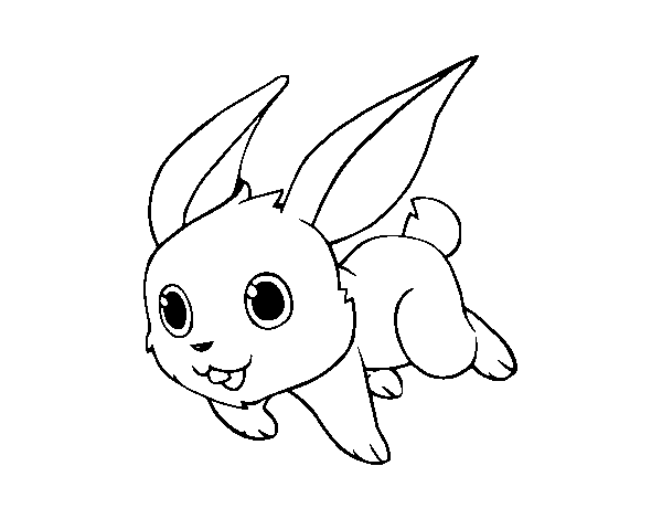 Dibuix de Conill de camp per Pintar on-line