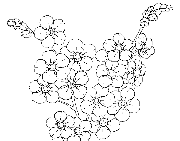 Dibuix de Flor de cirerer per Pintar on-line