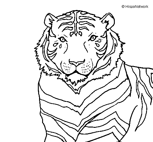 Dibuix de Tigre per Pintar on-line